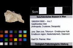 Foto (Objket + Etiketten) von Galatheoidea indet. 